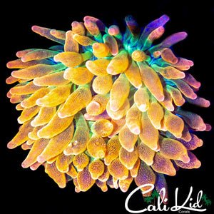 Mystery Rainbow Anemone