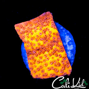 Starburst Monti Frag