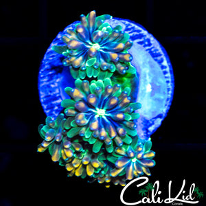 CK Kaleidoscope Galaxia