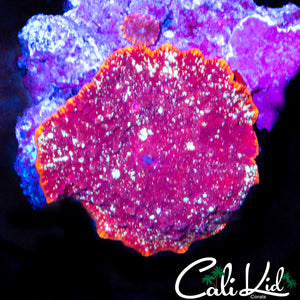 Starry Mushroom w/ Baby