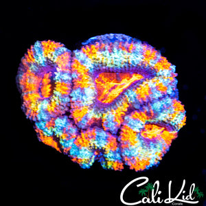 Insane Rainbow Acan Mini Colony