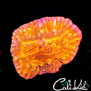 RR Nauti Spiral Chunk