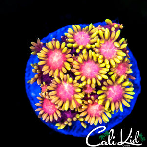 Strawberry Wine Goni