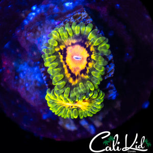 Marvin the Martian Zoa Double