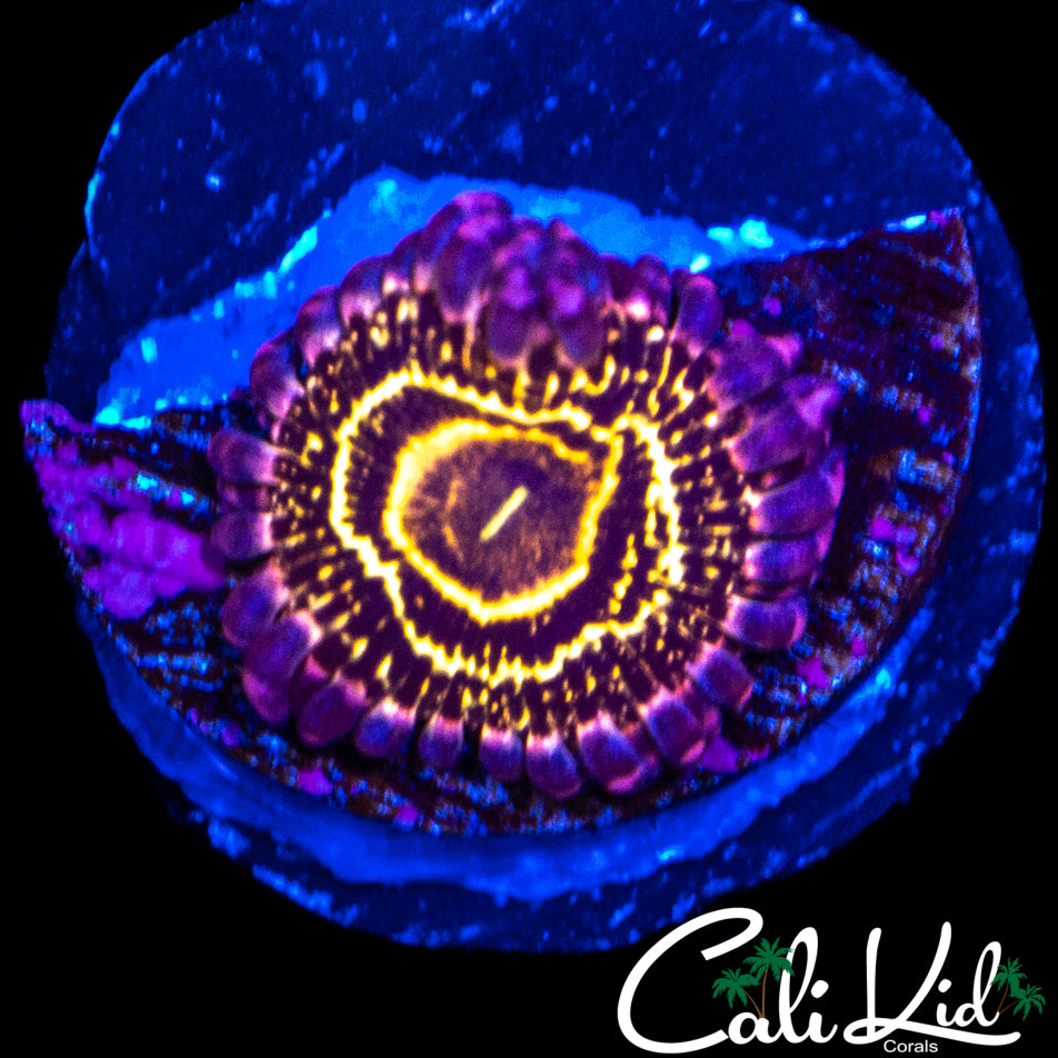 Stratosphere Zoa