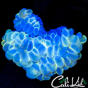 Ghost Bubble Coral