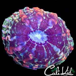 Rainbow Indophyllia