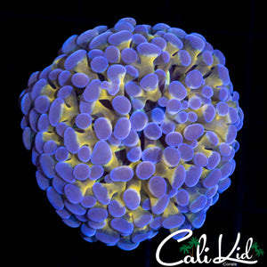 Golden Branching Frammer