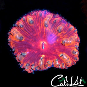 Golden Bubble Blasto