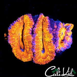 Ultra Acan Triple