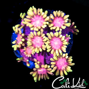 Pink Poylp Goni
