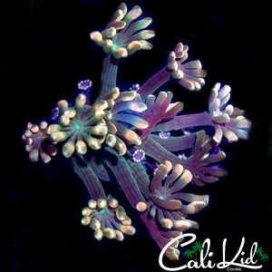 Golden Poylp Alveopora