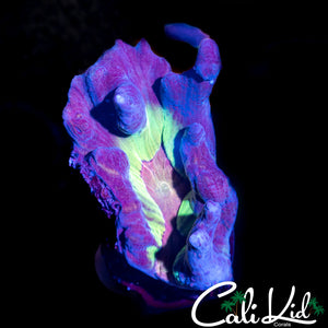 Rainbow Pectinia Frag