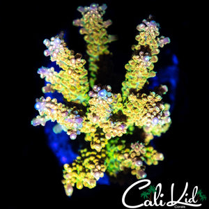 Rainbow Loom Type Chunk