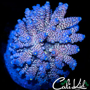 Maricultured Rainbow Tenius Colony