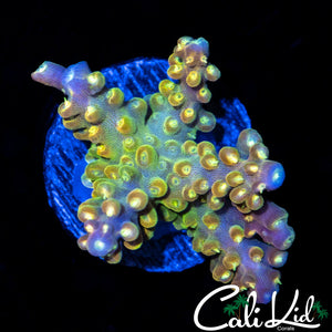 Rainbow Loom Type Frag