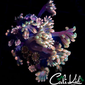 Rainbow Seductive Alveopora