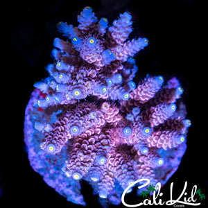 Maricultured Pink Poylp Tenius Colony