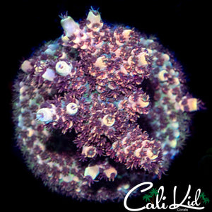 Red Polyp Milli Mini Colony