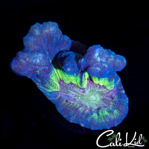 Rainbow Pectinia Frag