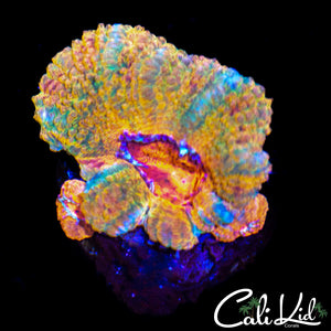 Ultra Acan Morph