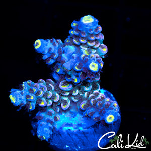 Ultimate Rainbow Tenius Frag