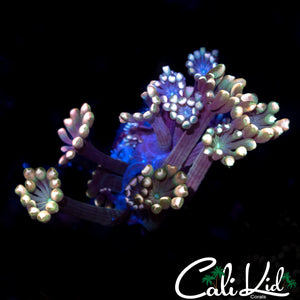 Rainbow Seductive Alveopora