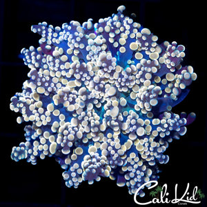Ultra Peach Frogspawn
