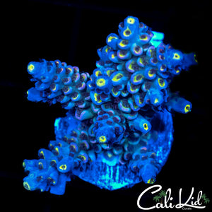 Insane Rainbow Tenius