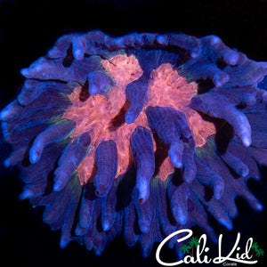 Pink Eye Pectinia Colony