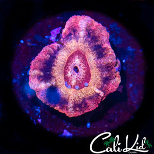 Rare Asian Acan