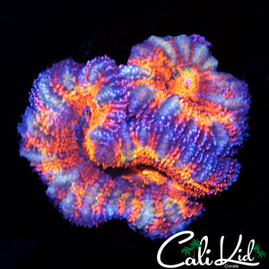 Ultimate Rainbow Acan Doube