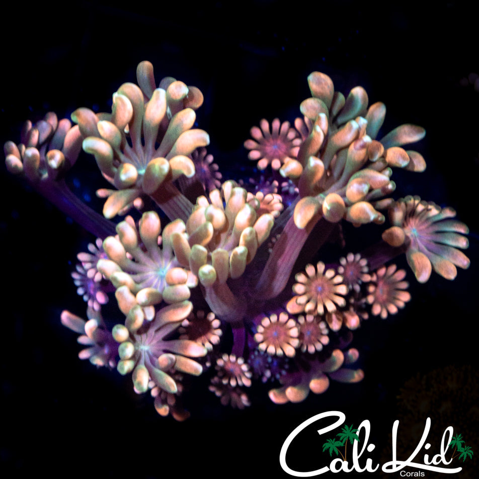 Rainbow Seductive Alveopora