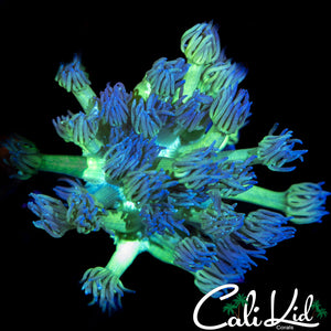 Bi Color Goni Chunk