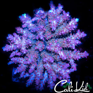 Insane Rainbow Acro Colony