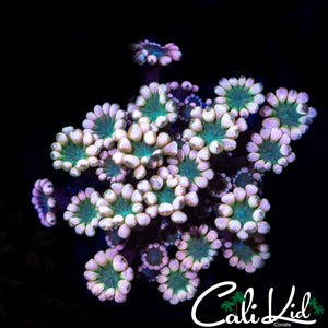 Ultra Bicolor Alveopora