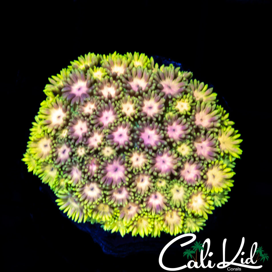 Amazing Rainbow Goni Mini Colony