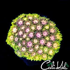 Amazing Rainbow Goni Mini Colony
