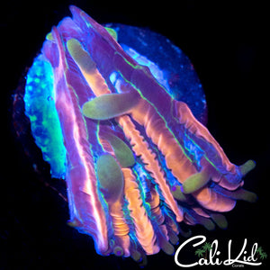 Rainbow Diaseris Frag