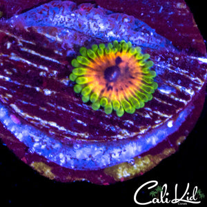 Hallucination