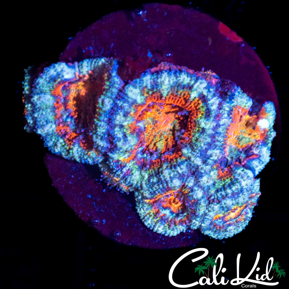 Ultra Rainbow Acan Mini Colony