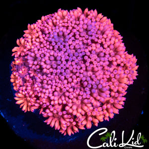 Hot Pink Goni Mini Colony