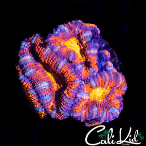 Ultra Rainbow Acan Quad