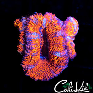 Ultra Acan Triple