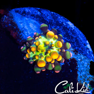 CK Baby Godzilla Bounce Mushroom