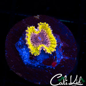 Northern Light Zoa