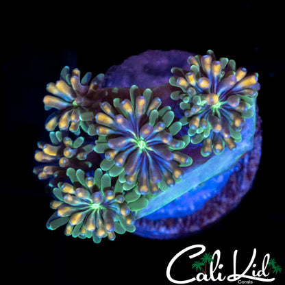 CK Kaleidoscope Galaxia