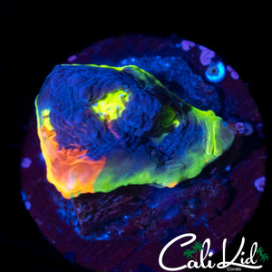 Insane Rainbow Chalice Frag