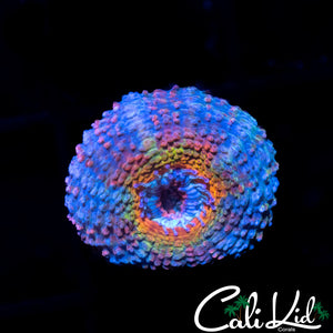 BSA Electra Acan