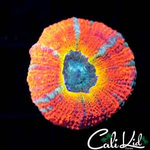Rare Hot Shot Asian Acan